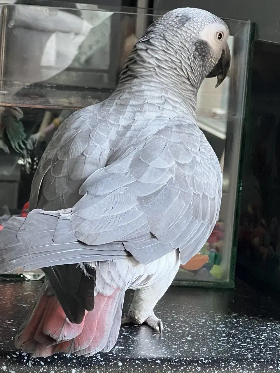 طوطی کاسکو|پرنده|ارومیه, |دیوار