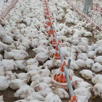 کارگر.سالندار مرغداری حقوق۲۰|استخدام صنعتی، فنی، مهندسی|فاضل آباد, |دیوار