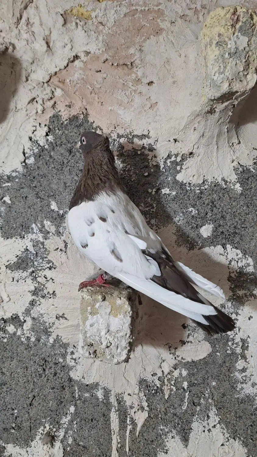 کبوتر جفتگاه چپ سینه ساده کلاق دم|پرنده|مشهد, حضرت حجت|دیوار