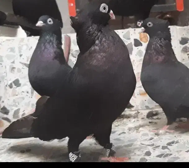 سیاه واکسی|پرنده|مسجد سلیمان, |دیوار