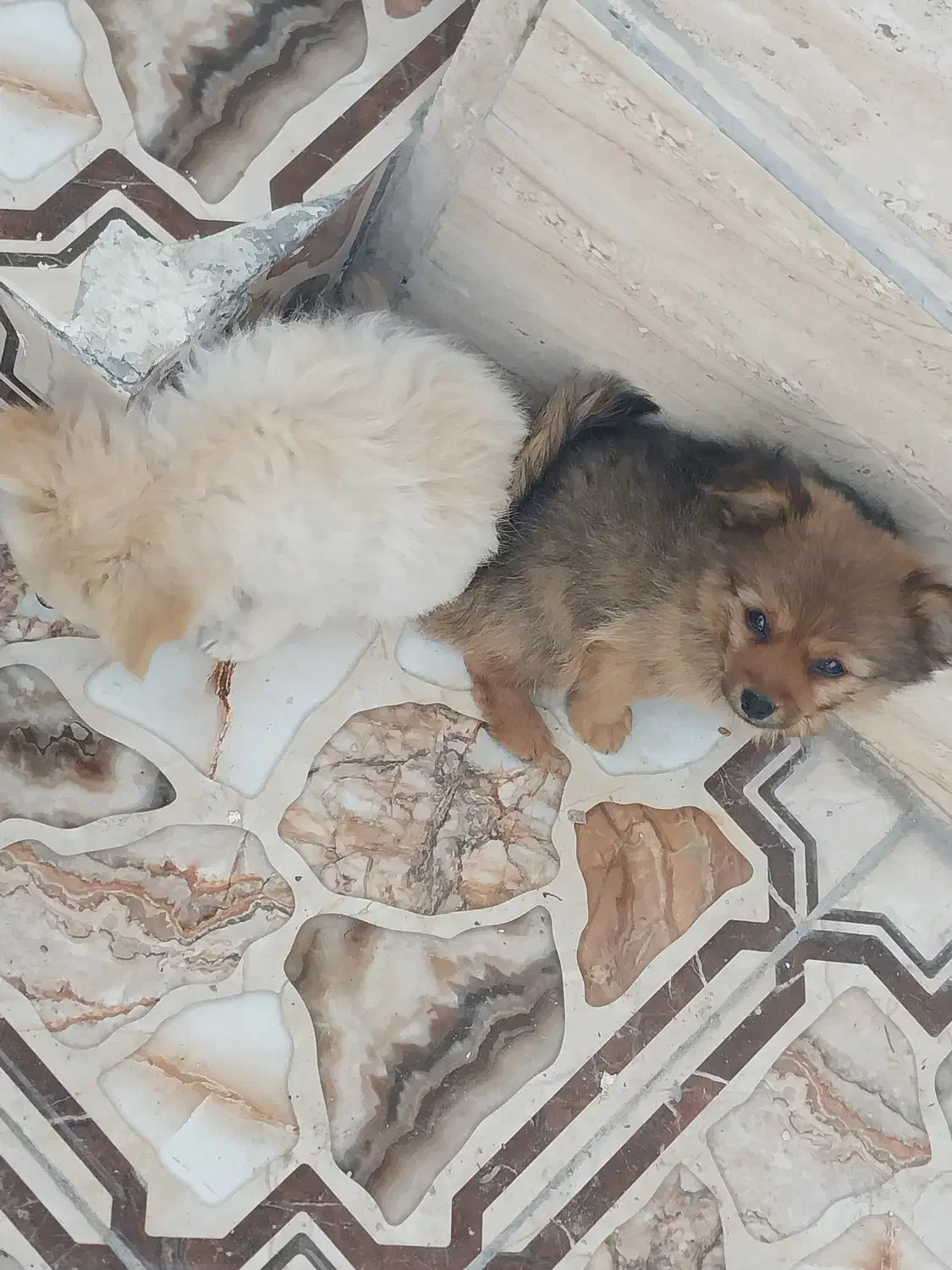 توله سگ آپارتمانی|سگ|بندر کنگان, |دیوار