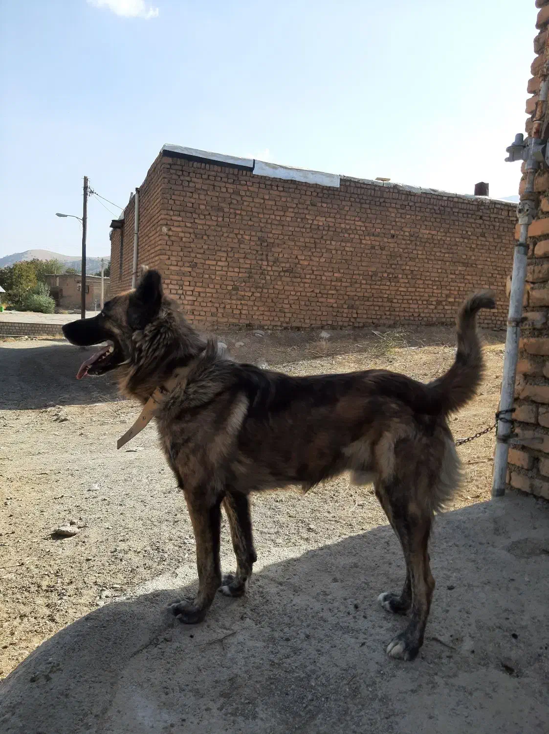 واگذاری|سگ|خرم‌آباد, |دیوار