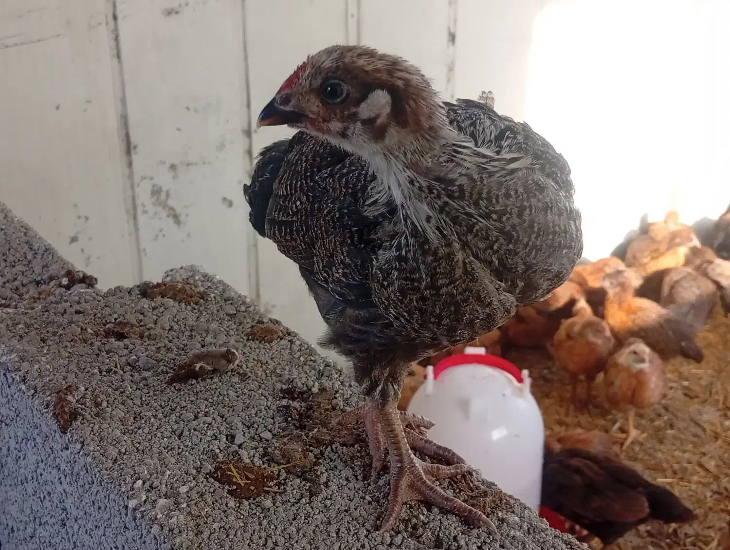 جوجه لهمن تخم گذار دوماهه|حیوانات مزرعه|قدس, شهرقدس|دیوار