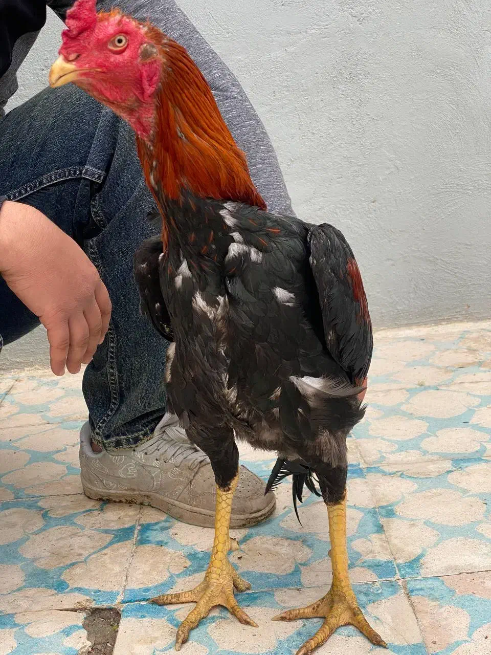 خروس لاری|حیوانات مزرعه|مشگین شهر, |دیوار