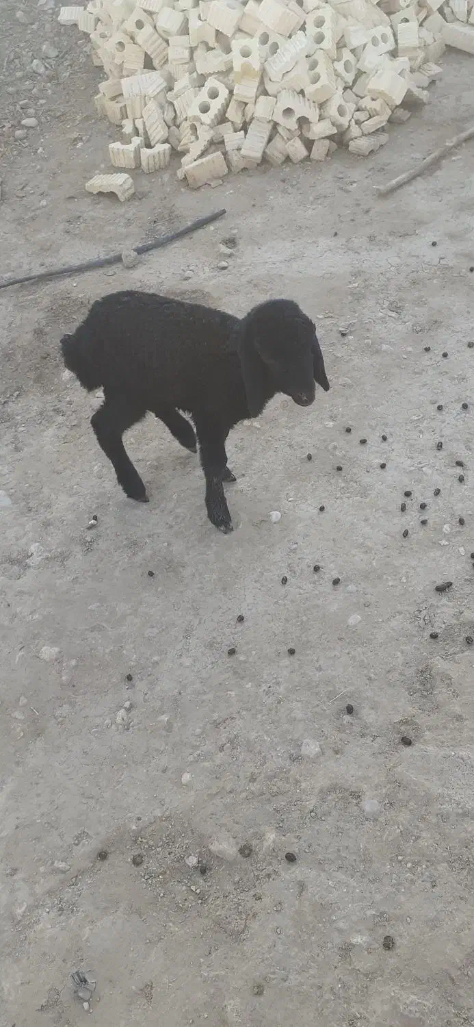 ۶۰۰۰۰۰۰۰|حیوانات مزرعه|سیمکان, |دیوار