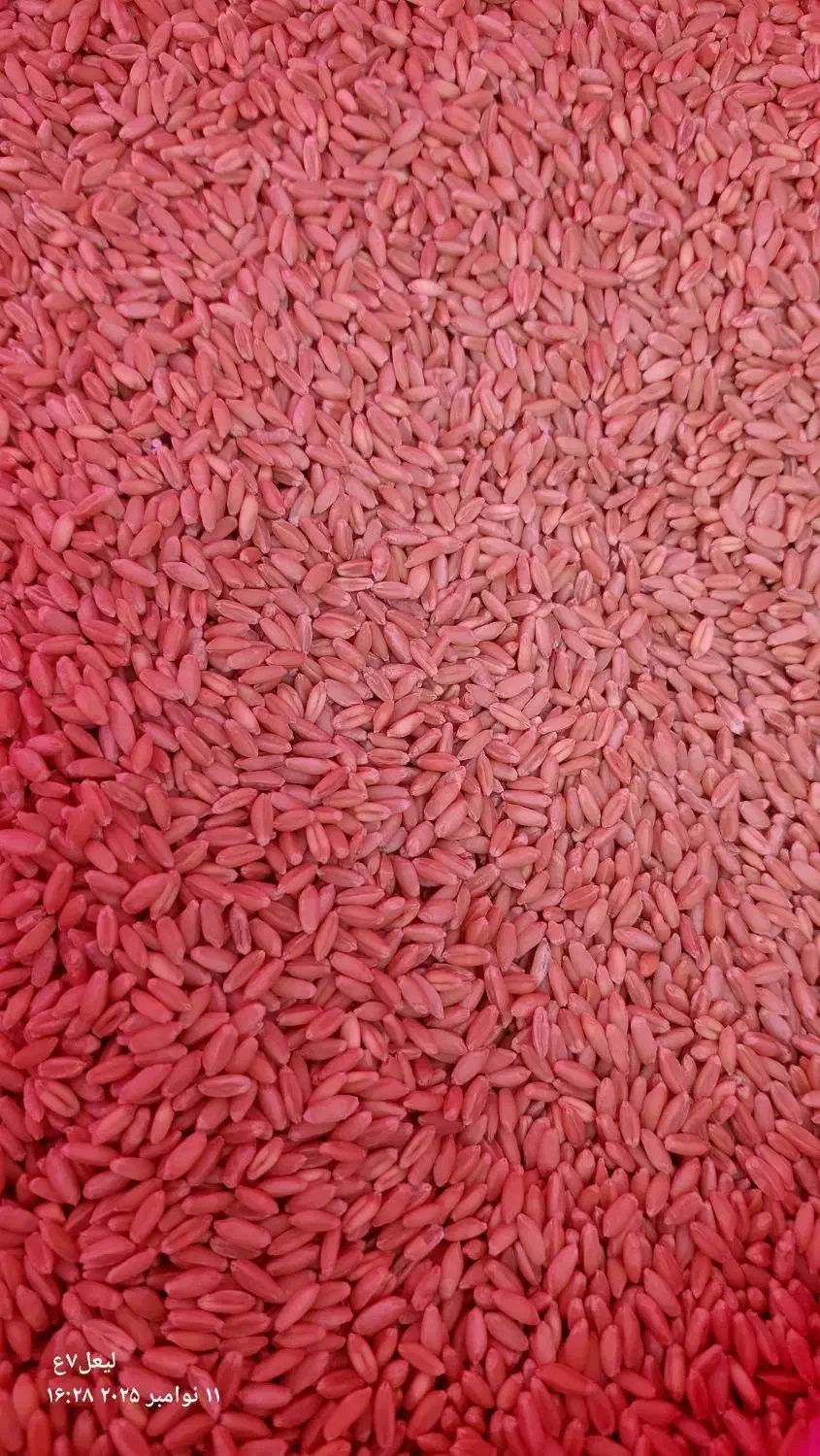 فروش گندم(بذر)|گل و گیاه طبیعی|مهربان, |دیوار