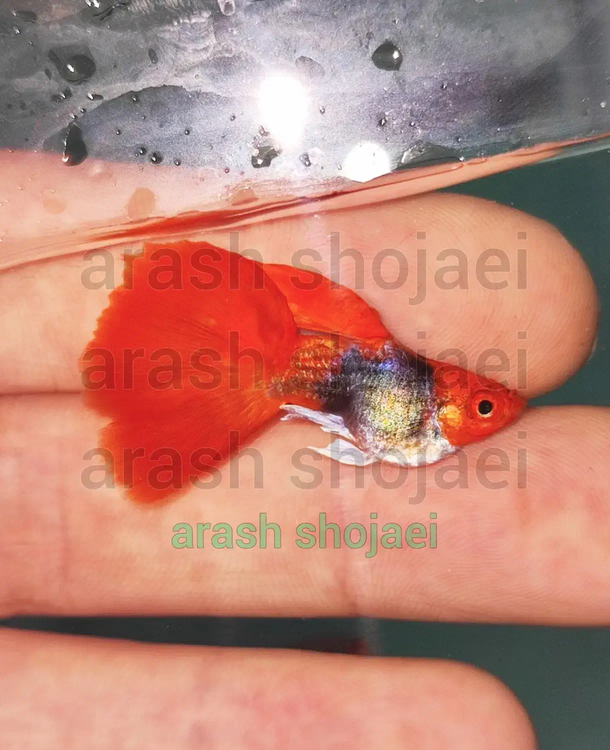 گوپی های شورت بادی|ماهی|تبریز, |دیوار