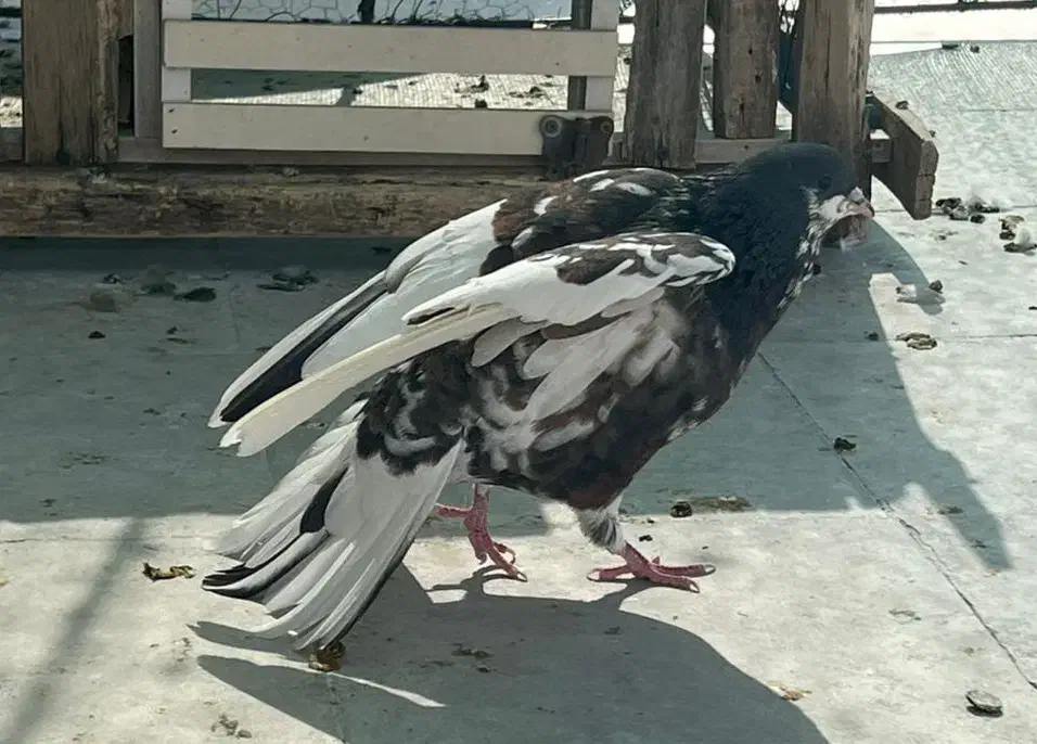 شهری گلدار|پرنده|شیراز, سعدیه جنوبی|دیوار