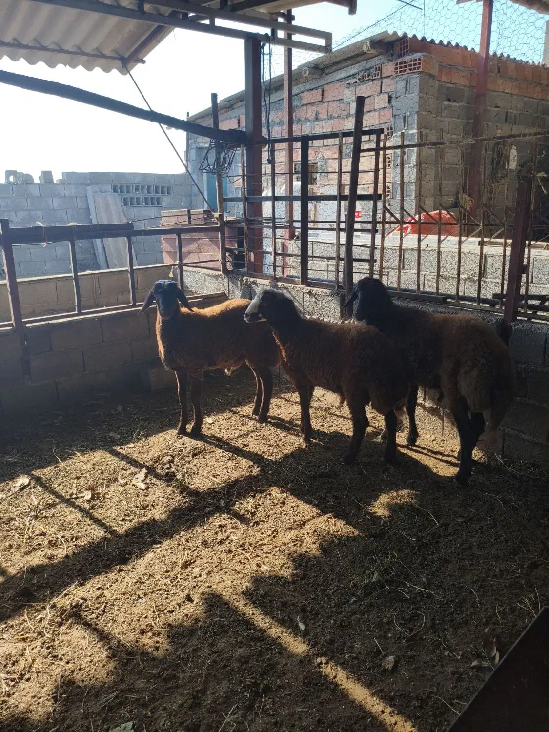 بره نر|حیوانات مزرعه|گمیشان, |دیوار