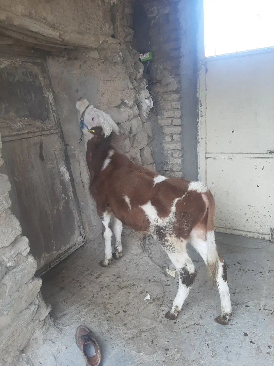 گوسال‌سیمینتال|حیوانات مزرعه|الیگودرز, |دیوار