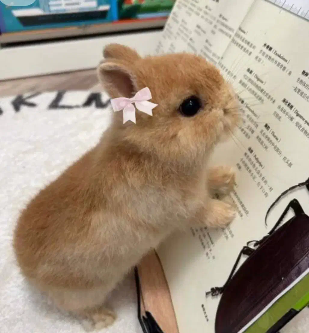 لوپ ومینیاتوری واکسینه بهداشتی|موش و خرگوش|اصفهان, تیران|دیوار