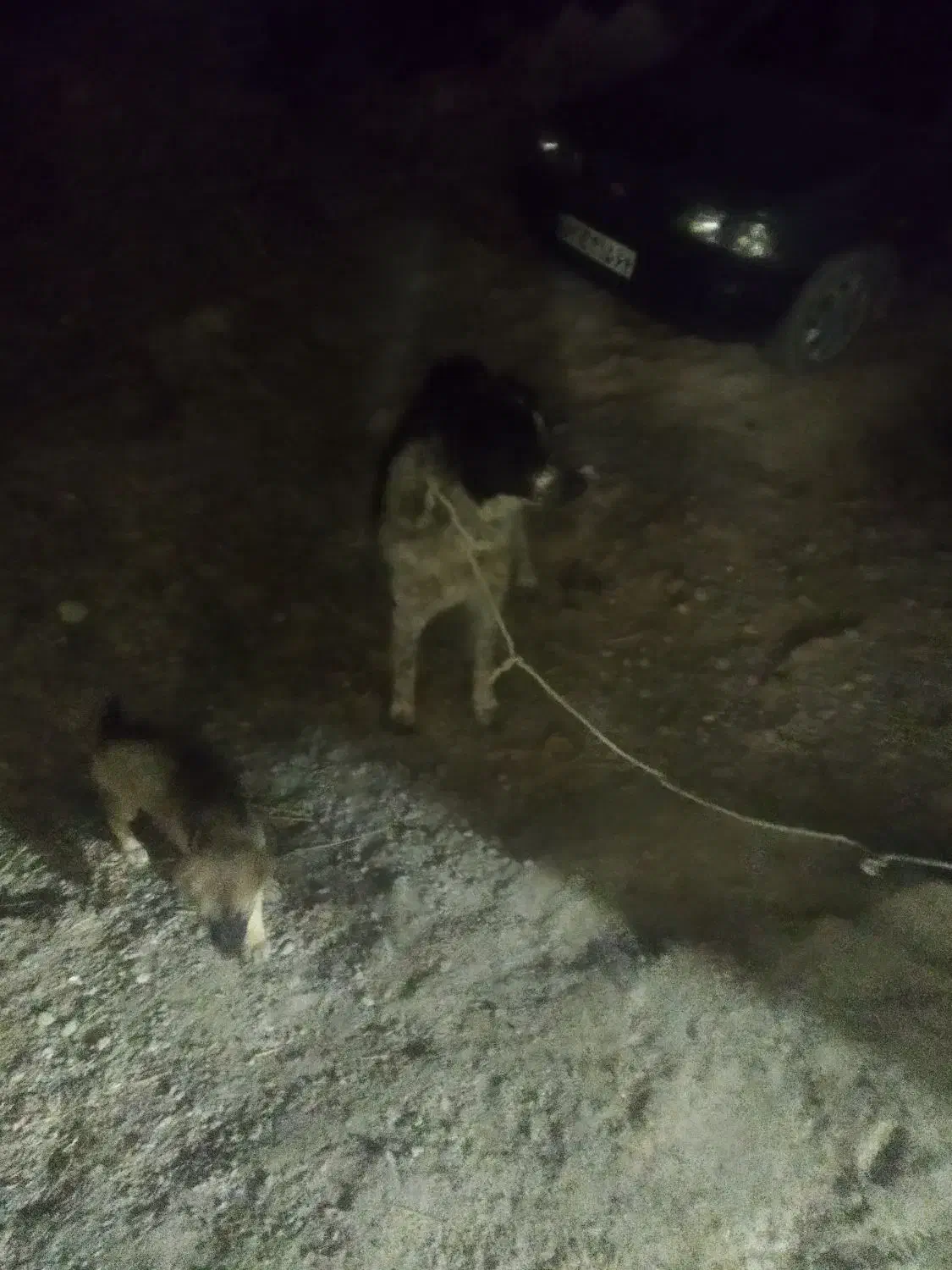 بز خ ر ی دارم|حیوانات مزرعه|تفت, |دیوار