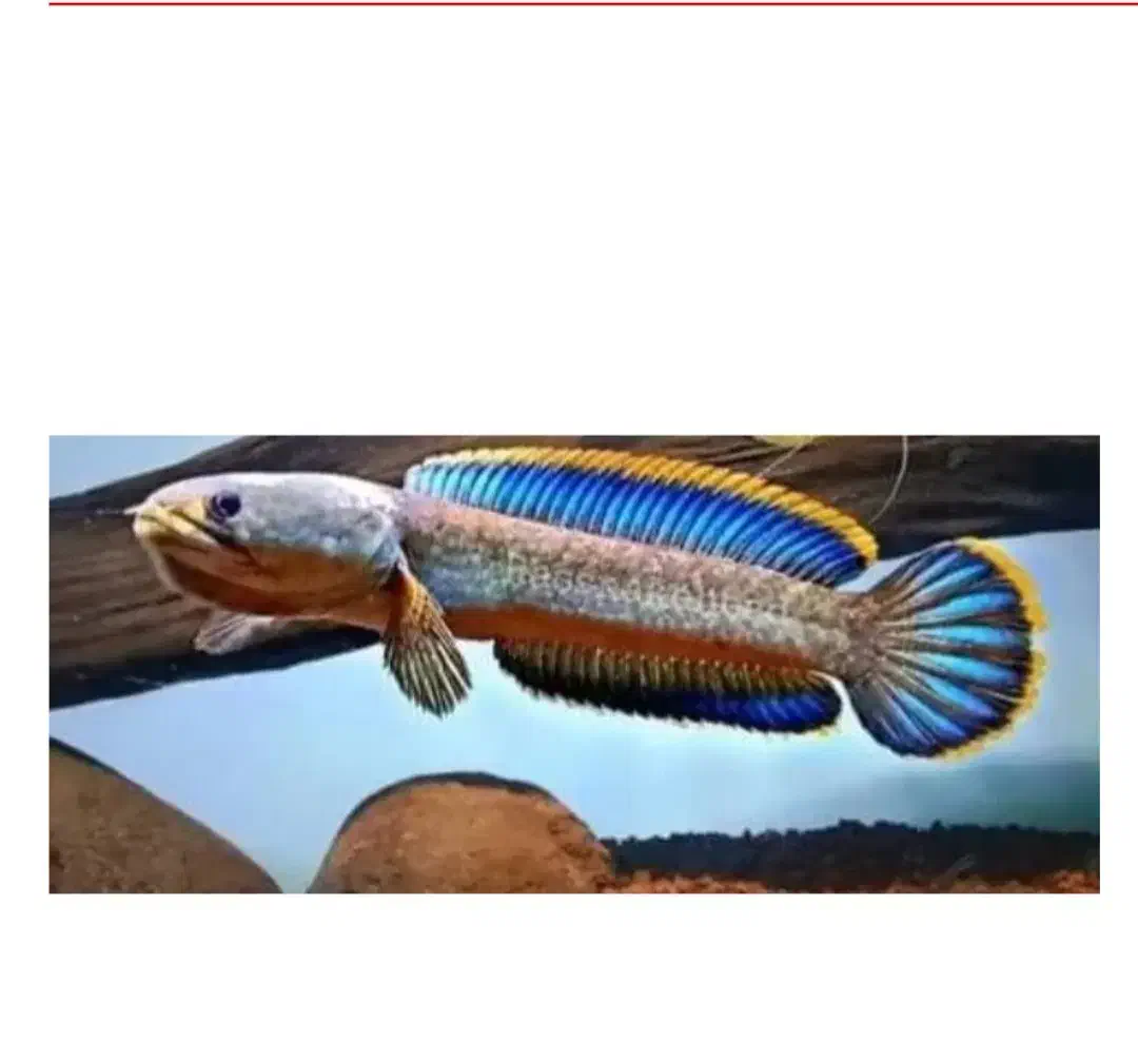 ماهیان وارداتی آرتاویل ماهی|ماهی|اردبیل, |دیوار