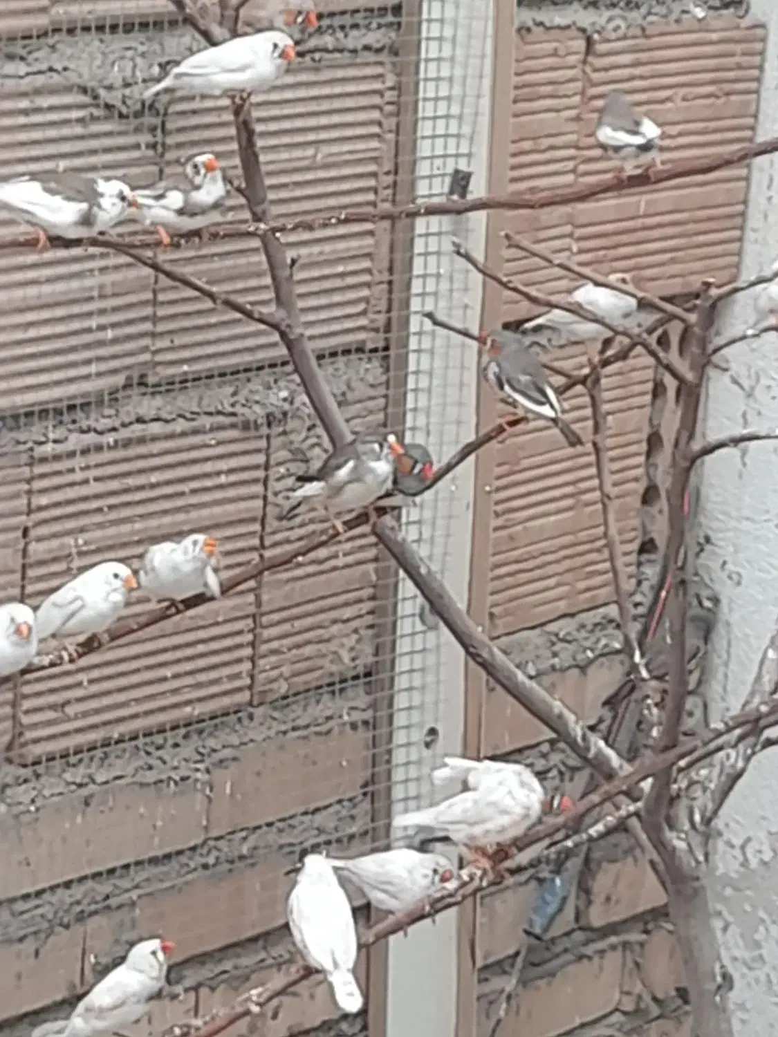 فنچ|پرنده|نسیم‌شهر, |دیوار