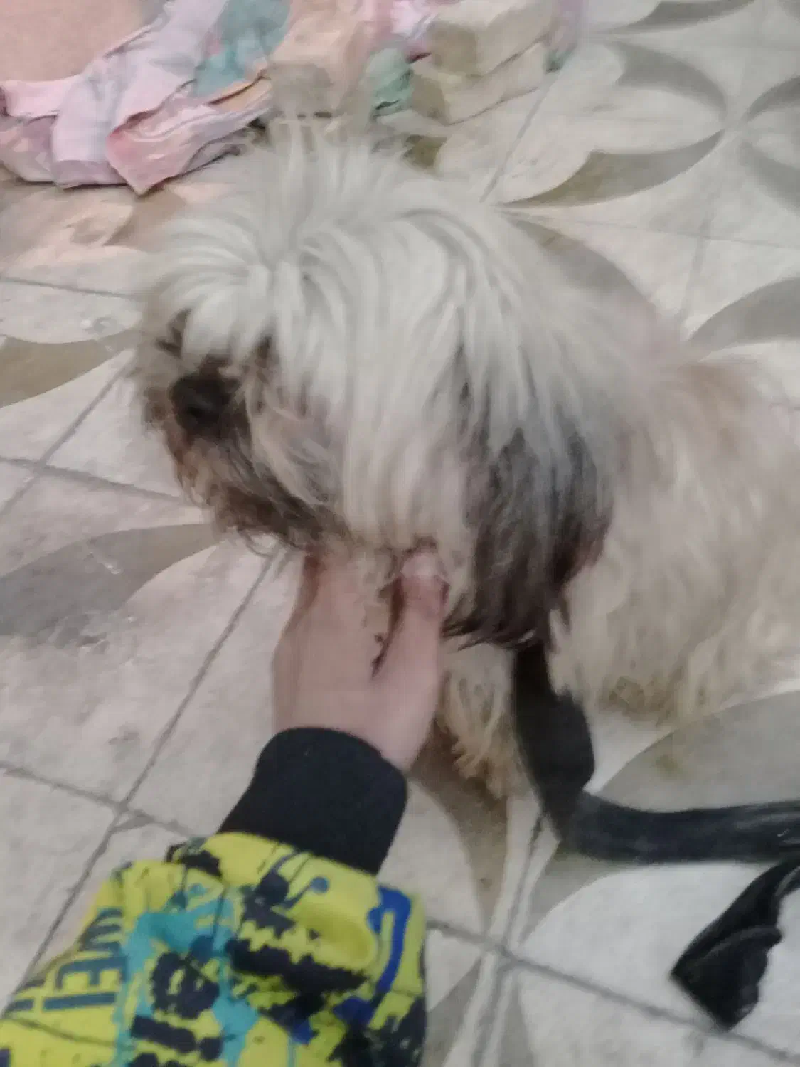 سگ پاکوتاه|سگ|شیراز, شهرک مهرگان|دیوار