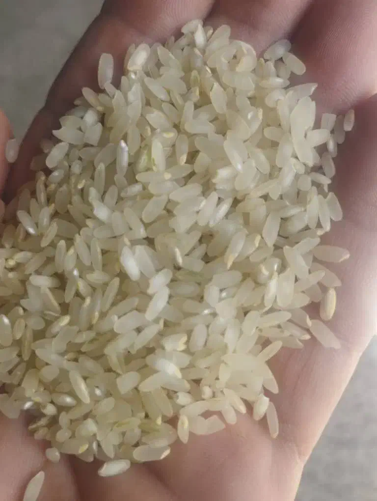 برنج کامفیروزی|خوردنی و آشامیدنی|شیراز, اصلاح‌نژاد|دیوار