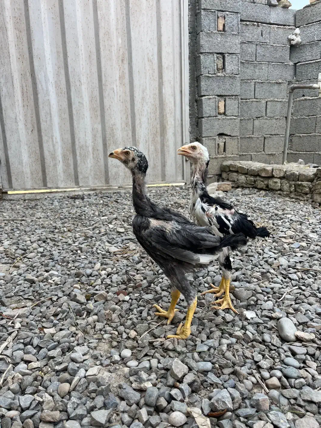 جوجه لاری ۸۰ روزه|حیوانات مزرعه|ساری, |دیوار