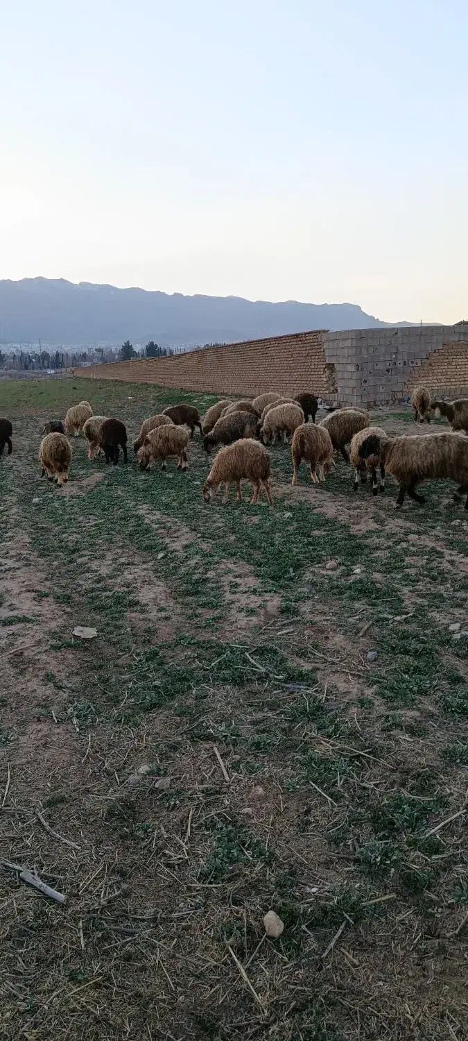 شیشک داشتی|حیوانات مزرعه|شیراز, شهرک قمشه|دیوار
