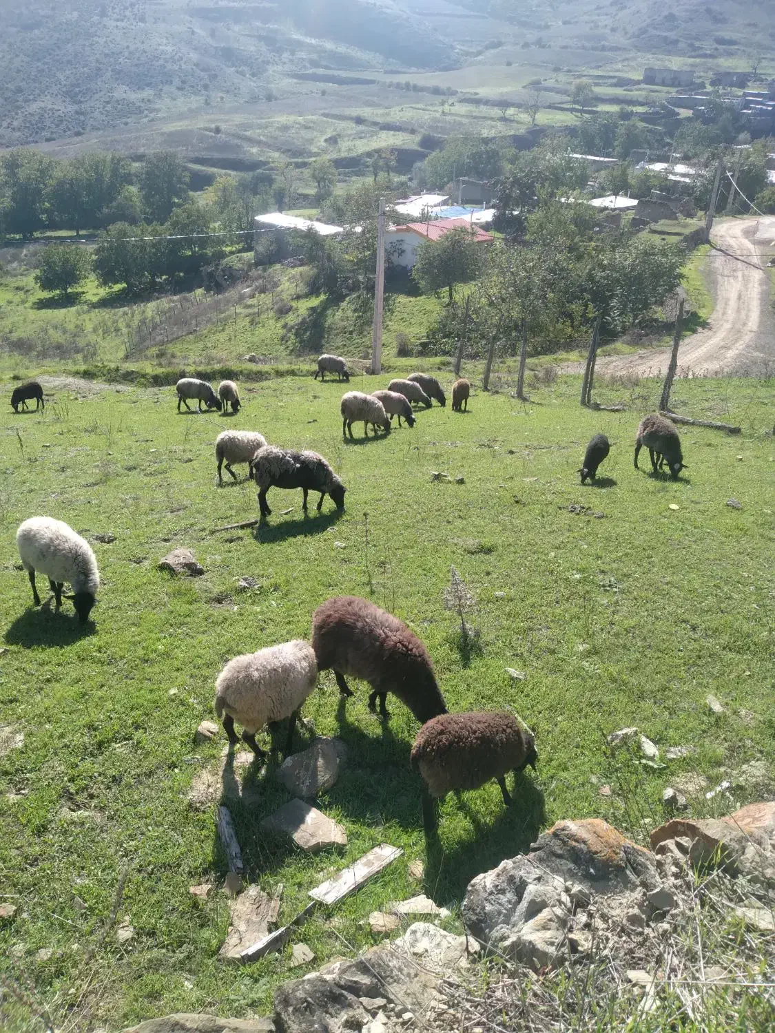 تعدادی گوسفند رومانف به فروش میرسد|حیوانات مزرعه|کلیبر, |دیوار