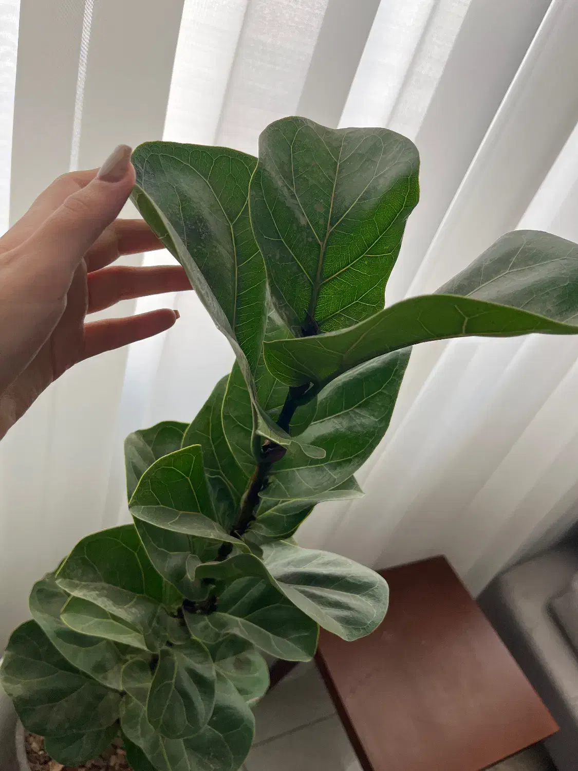 گل فیکوس لیراتا|گل و گیاه طبیعی|محمدشهر, ولدآباد|دیوار