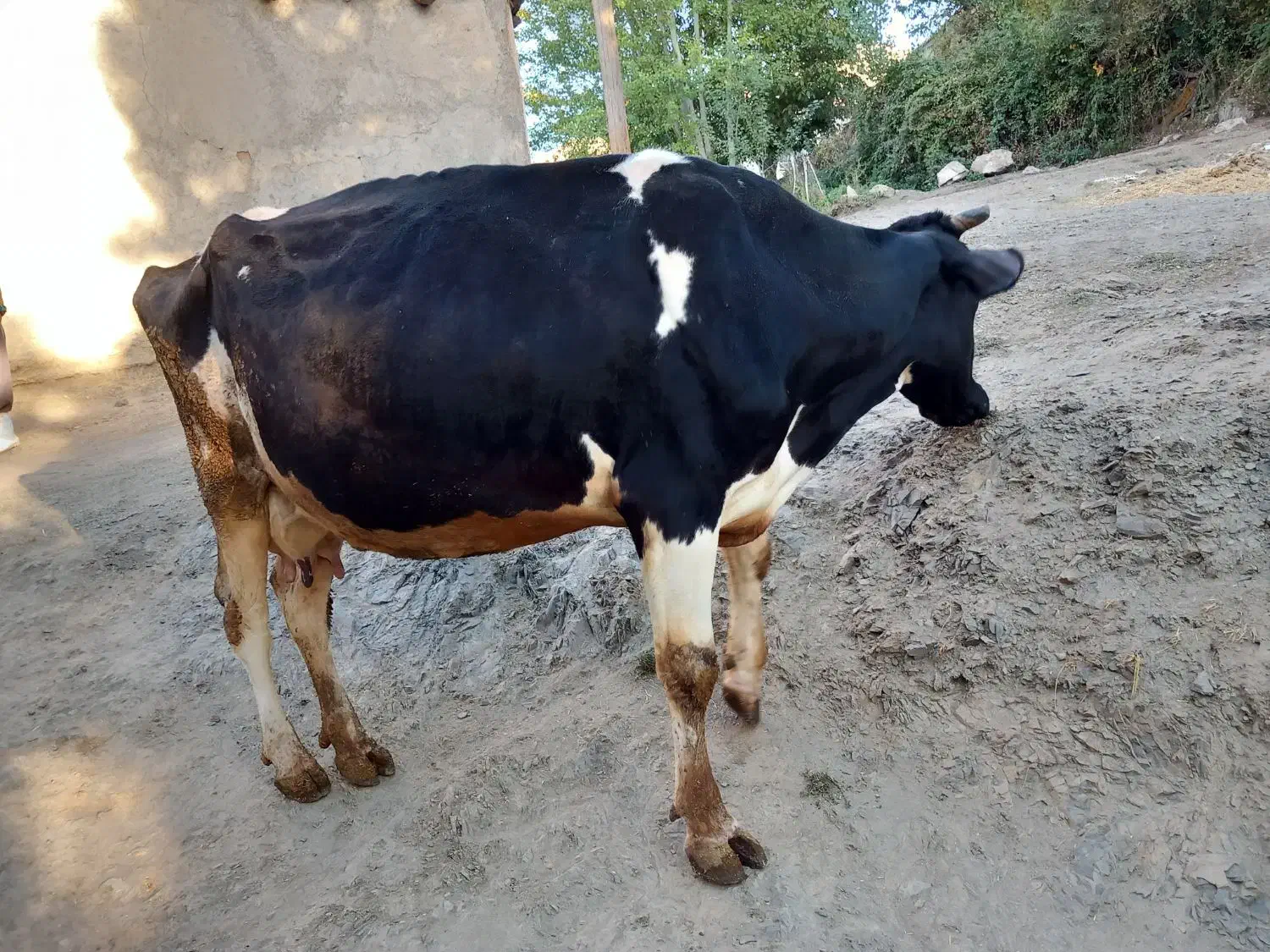 گاو ماده همراه گوساله اش|حیوانات مزرعه|موچش, |دیوار