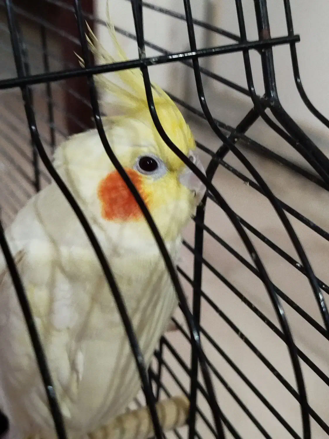 عروس هلندی لوتینو|پرنده|رشت, آزادگان|دیوار