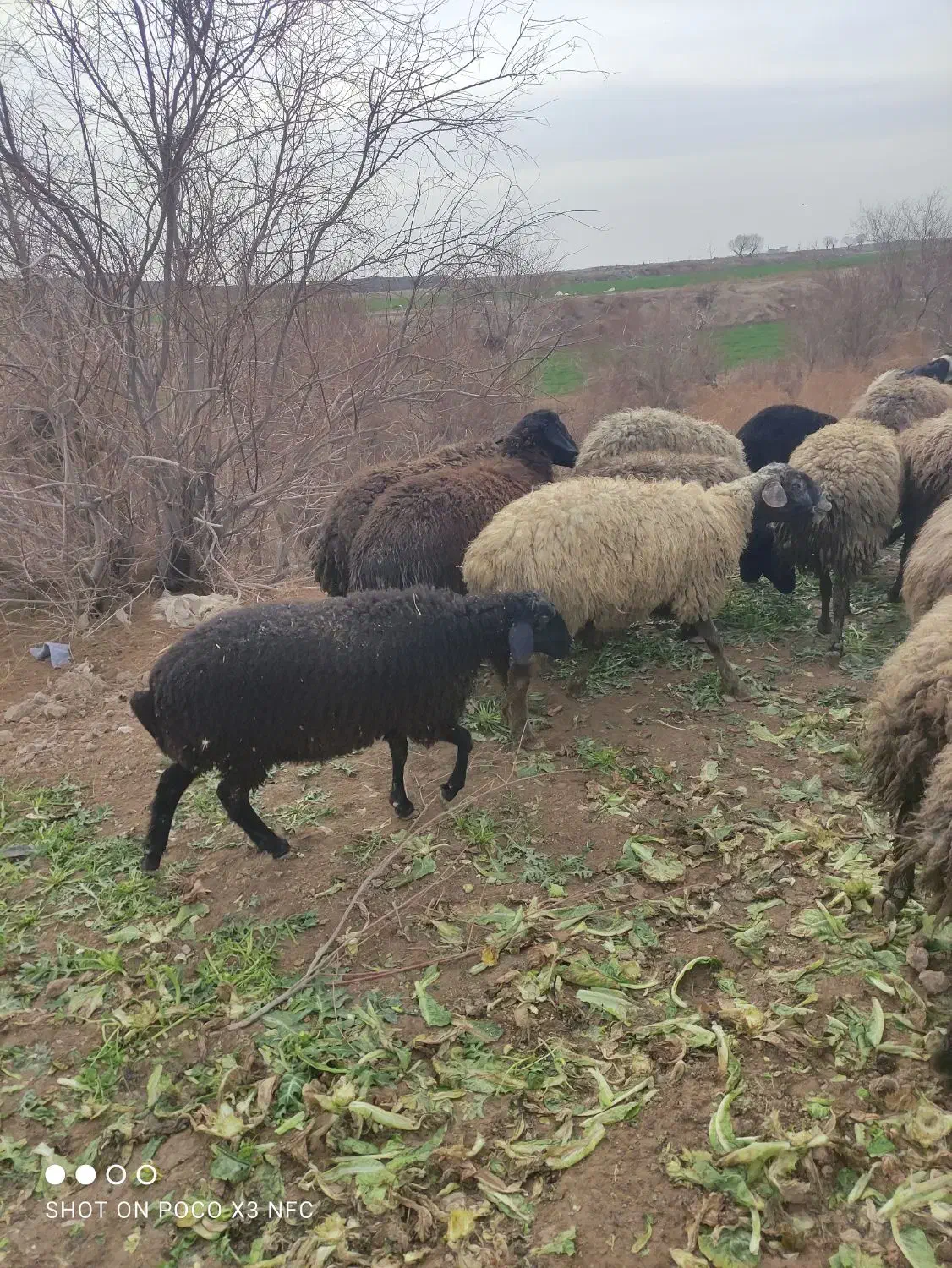 بره ماده|حیوانات مزرعه|پیشوا, |دیوار