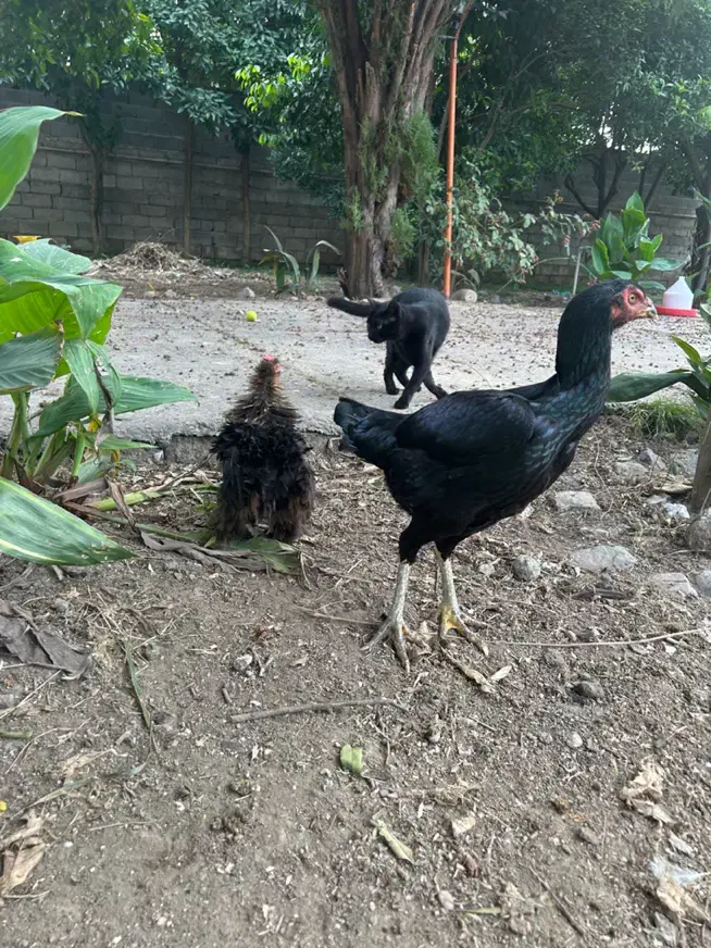 مرغ لاری یه تیغ مشکی و سفید تخم گزار|حیوانات مزرعه|فریدونکنار, |دیوار