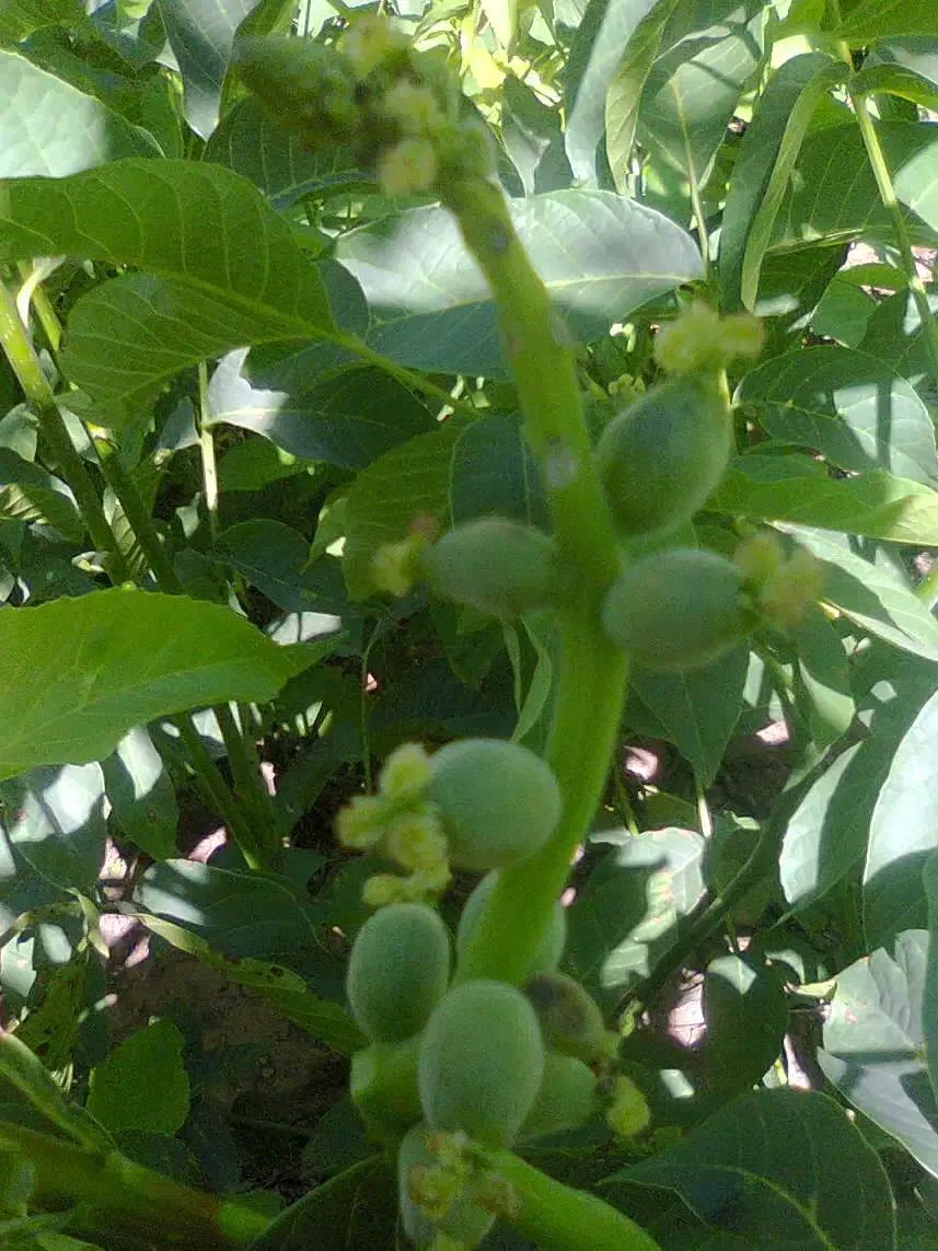 فروش نهال گردوی زود بار ده|خدمات باغبانی و درختکاری|مرند, |دیوار