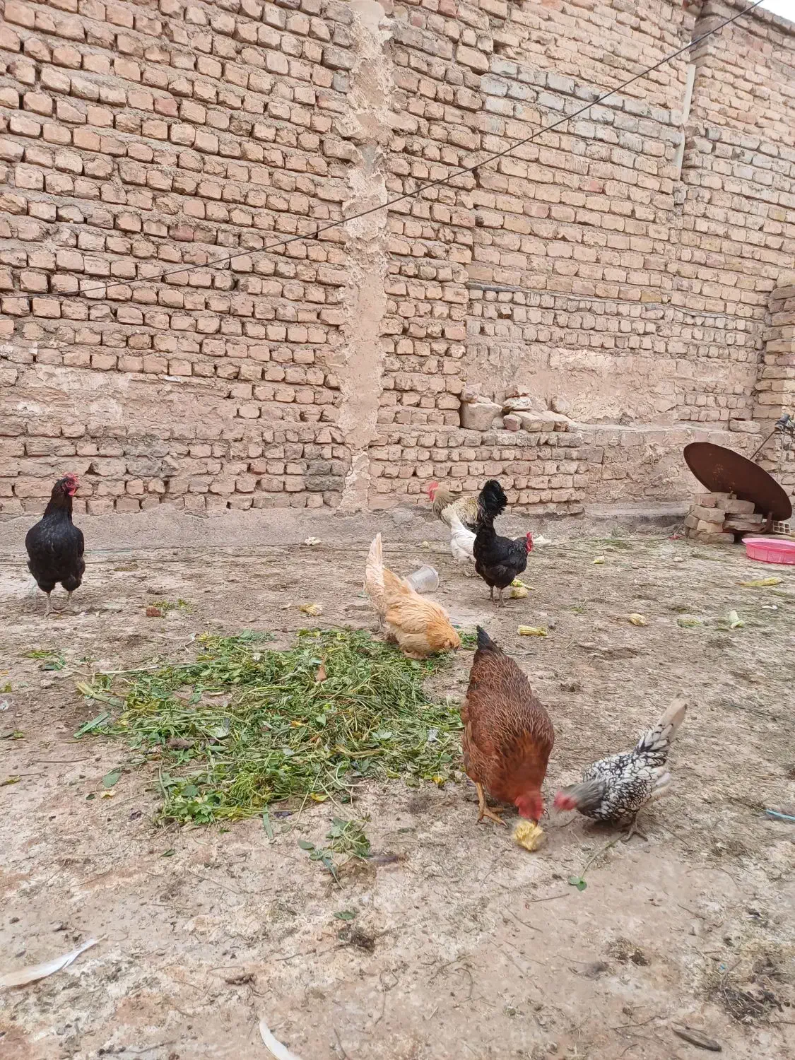 مرغ خروس خونگی|حیوانات مزرعه|قم, شهرک امام حسن|دیوار
