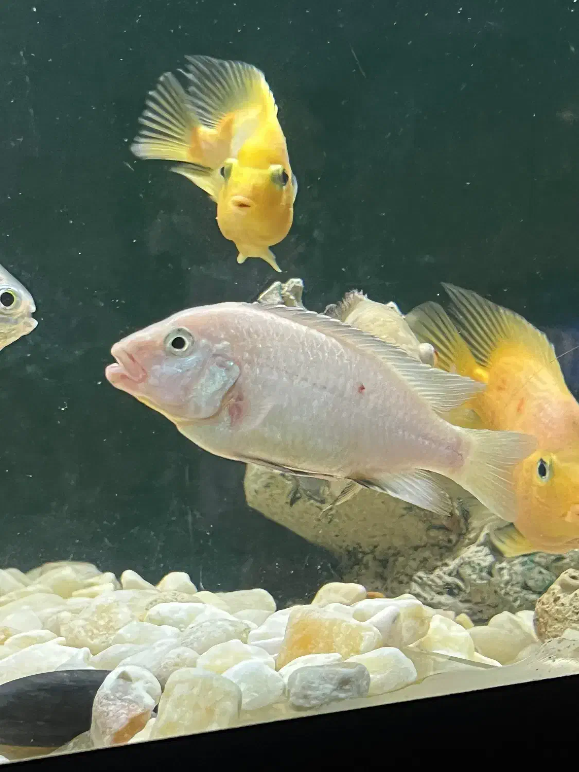 ماهی کوشتخوار سور‌م فلاور|ماهی|مشهد, رسالت|دیوار