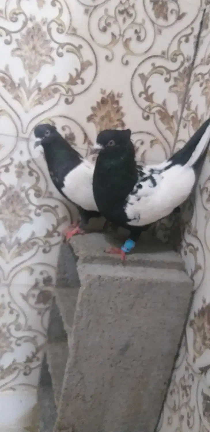 جفت نرو ماده سینه سیاه|پرنده|دزفول, |دیوار