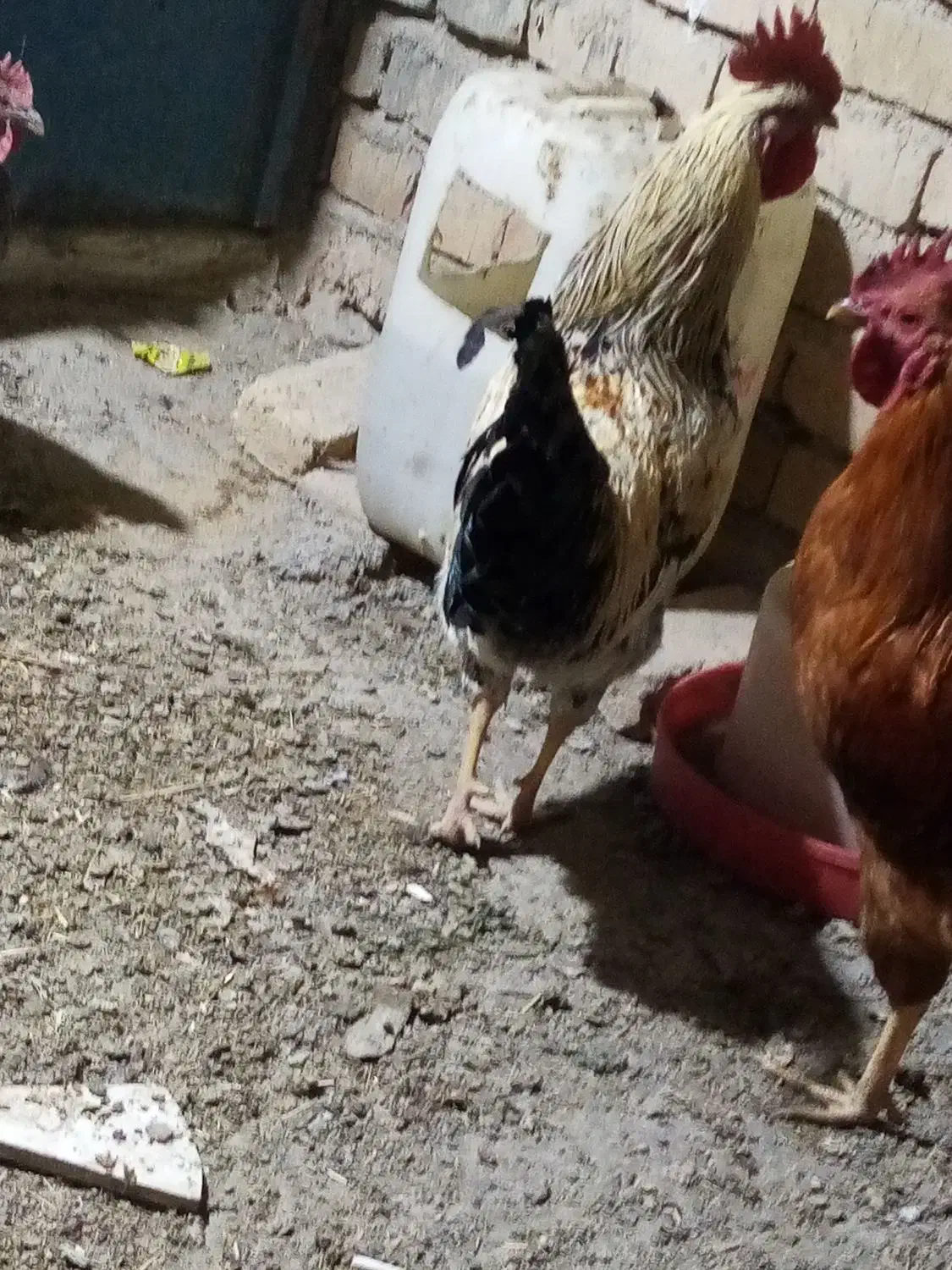 مرغ و خروس|حیوانات مزرعه|کبودرآهنگ, |دیوار