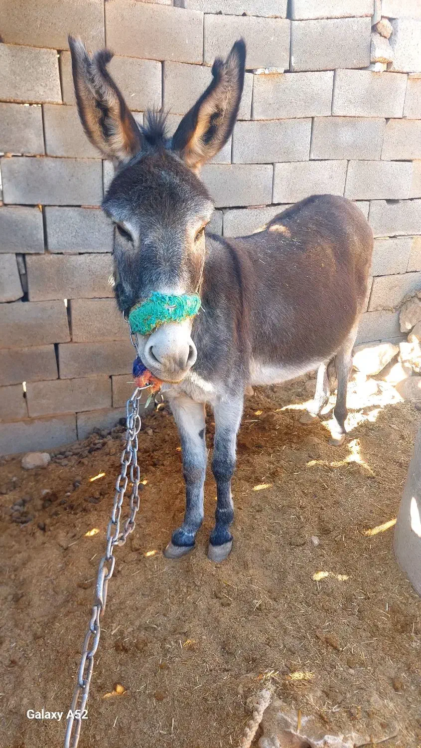 الاق گله ای|حیوانات مزرعه|اردل, |دیوار