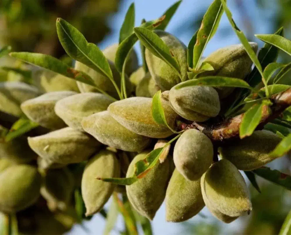 بادام اصلاح شده و با کیفیت|خدمات باغبانی و درختکاری|بن, |دیوار