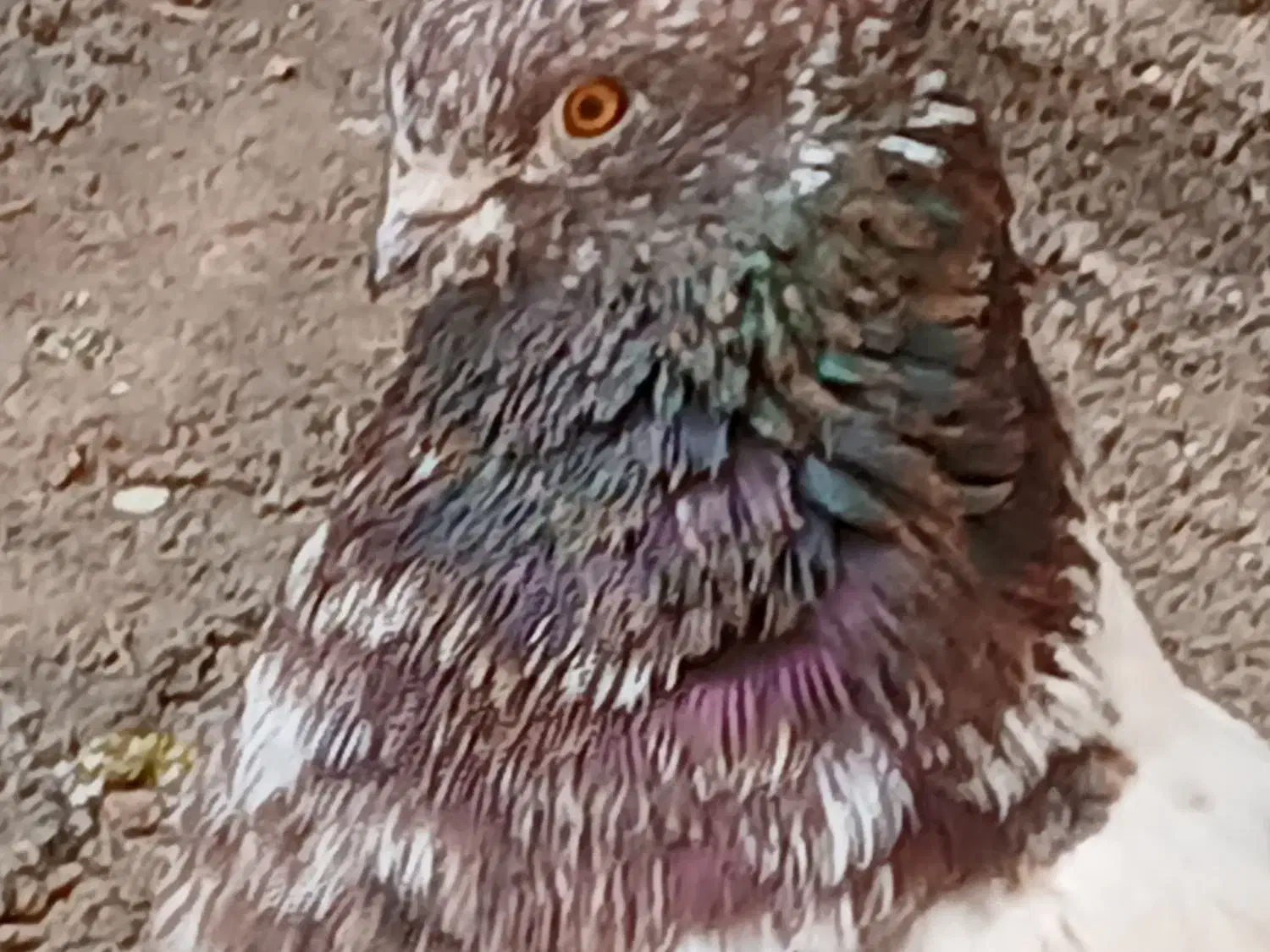 کفتر تیپی|پرنده|گرمسار, |دیوار