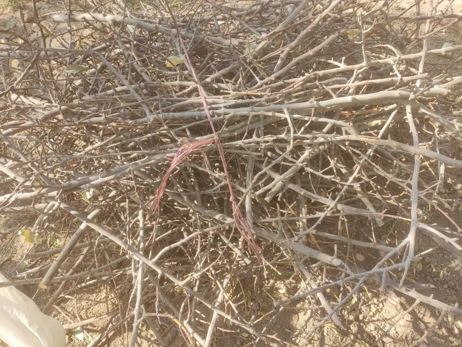 فروش چوب  وشاخه بادام|گل و گیاه طبیعی|فولادشهر, فولادشهر|دیوار