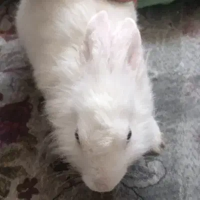 خرگوش|موش و خرگوش|شیراز, کرونی(خاتونک)|دیوار