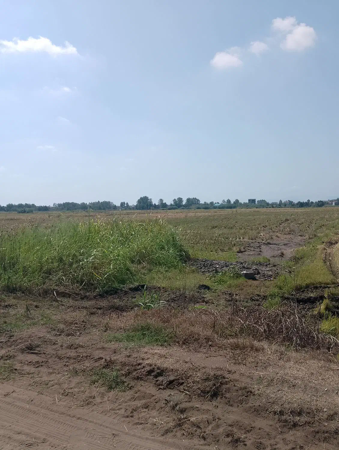 زمین کشاورزی برنج کاری ۳۰۰۰ متر در روستای  دستک|فروش زمین و ملک کلنگی|کیاشهر, |دیوار