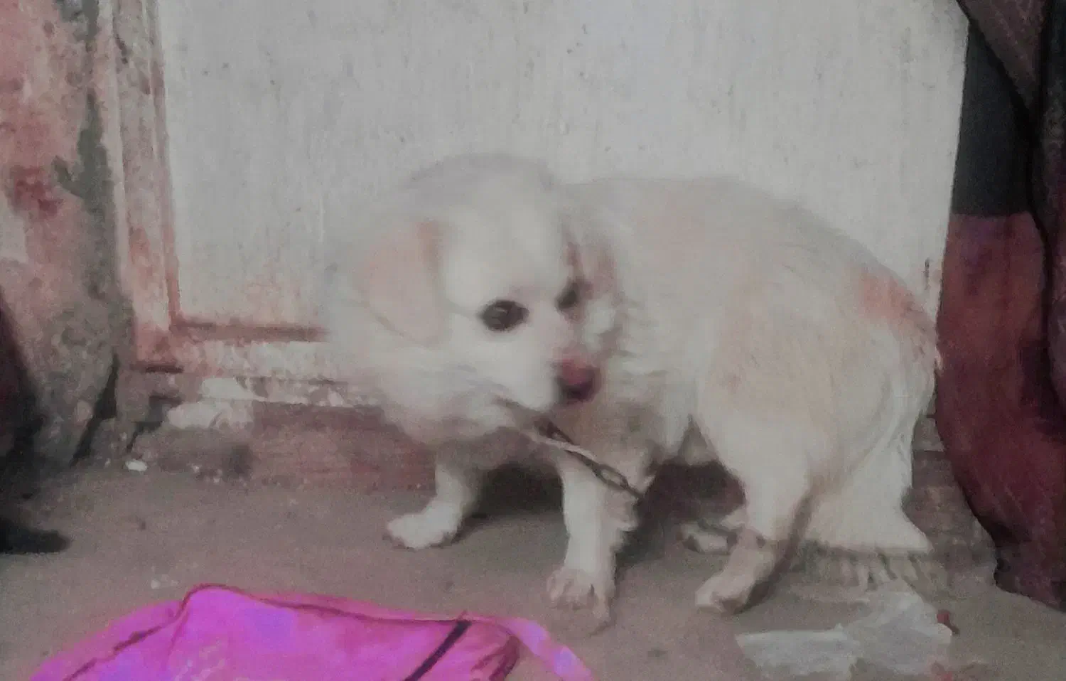 سگ و حیوانات خانگی|سگ|اسلامآباد غرب, |دیوار