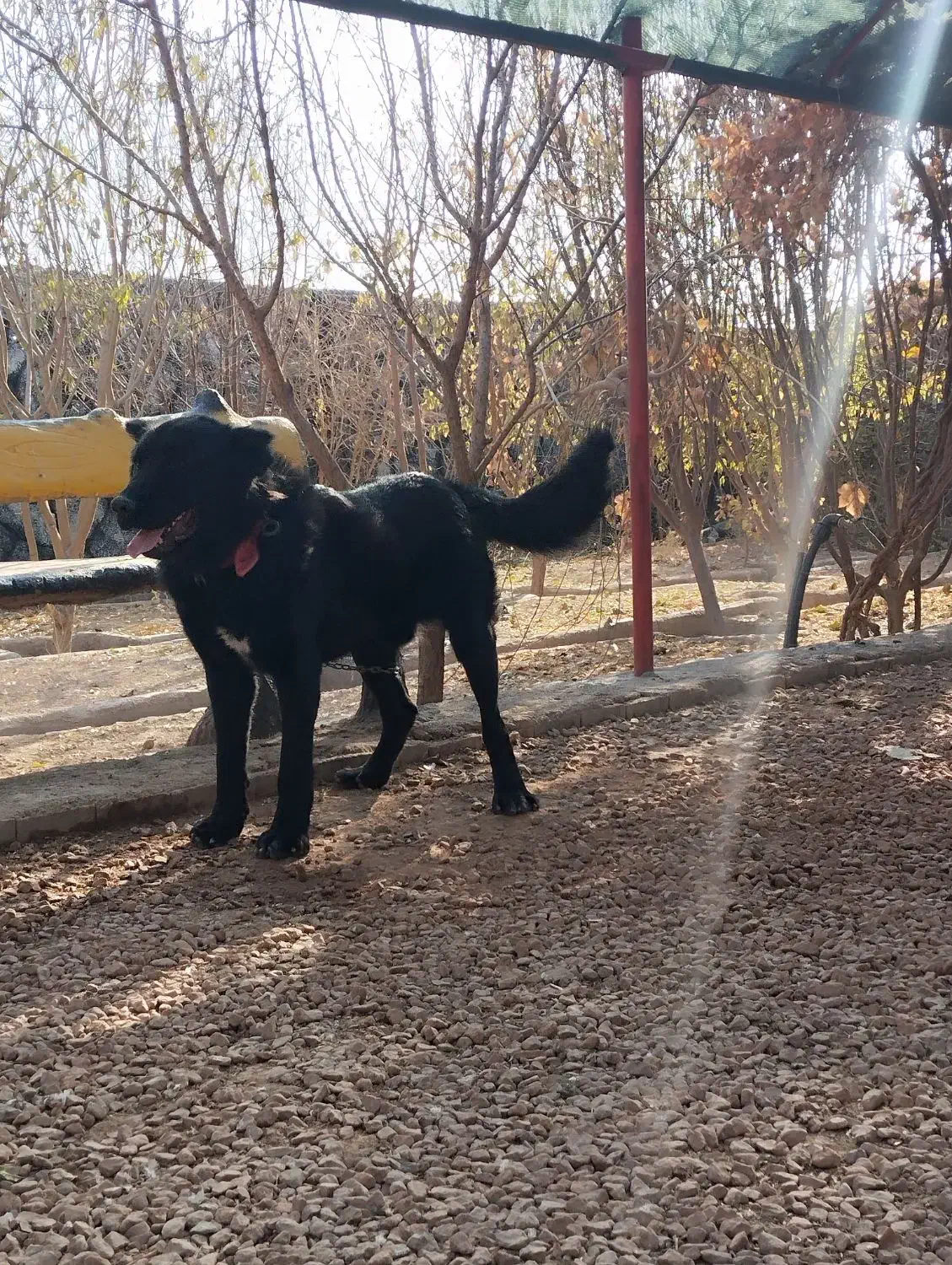 سگ قدرجونی|سگ|برخوار, |دیوار