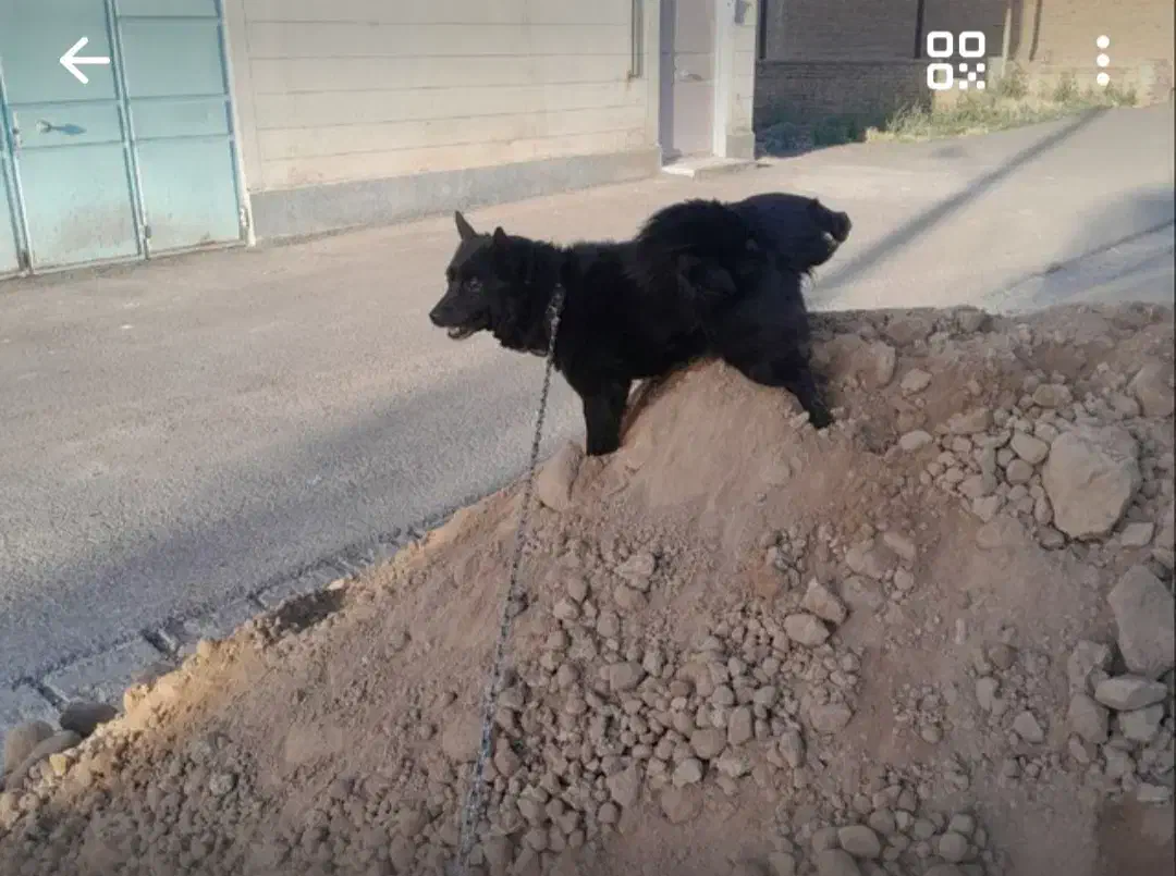 واگذاری سگ پاکوتاه|سگ|سراب, |دیوار