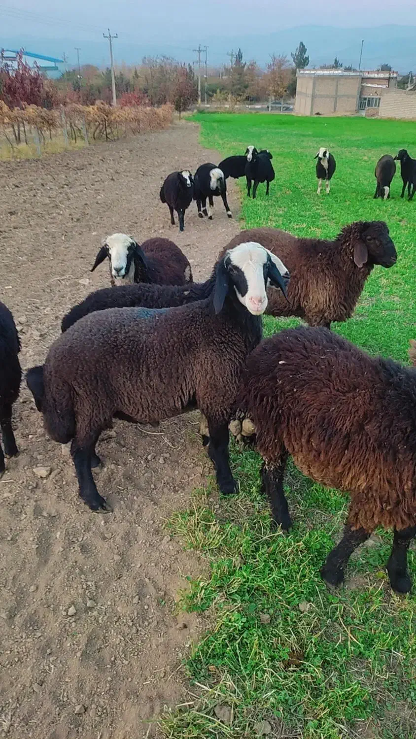 تعداد35راس برە نرشین بش داشتی وزن120کیلو|حیوانات مزرعه|نالوس, |دیوار