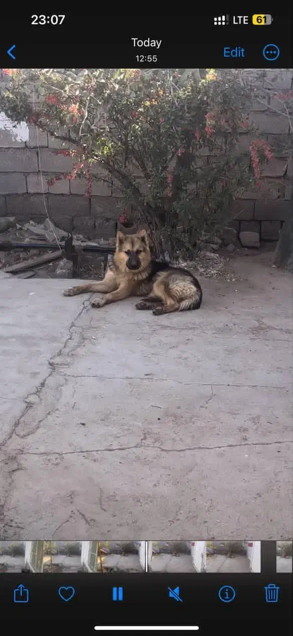 سگ ژرمن|سگ|قائن, |دیوار