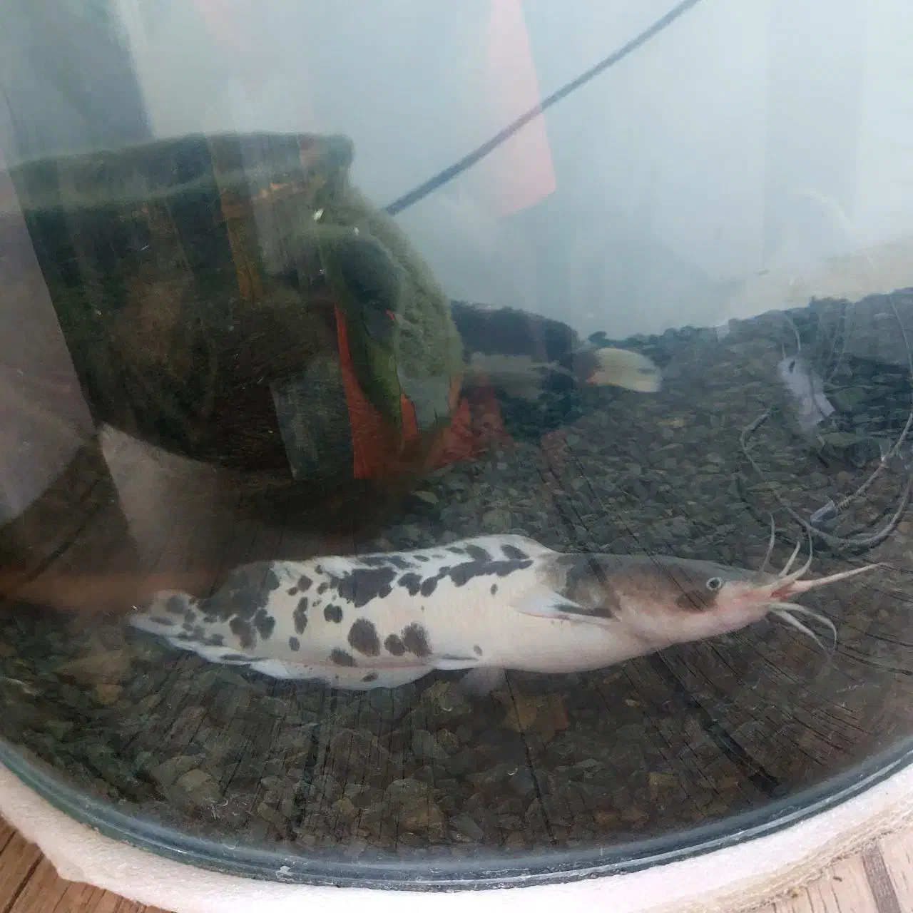 ماهی|ماهی|تربت جام, مسکن مهر|دیوار