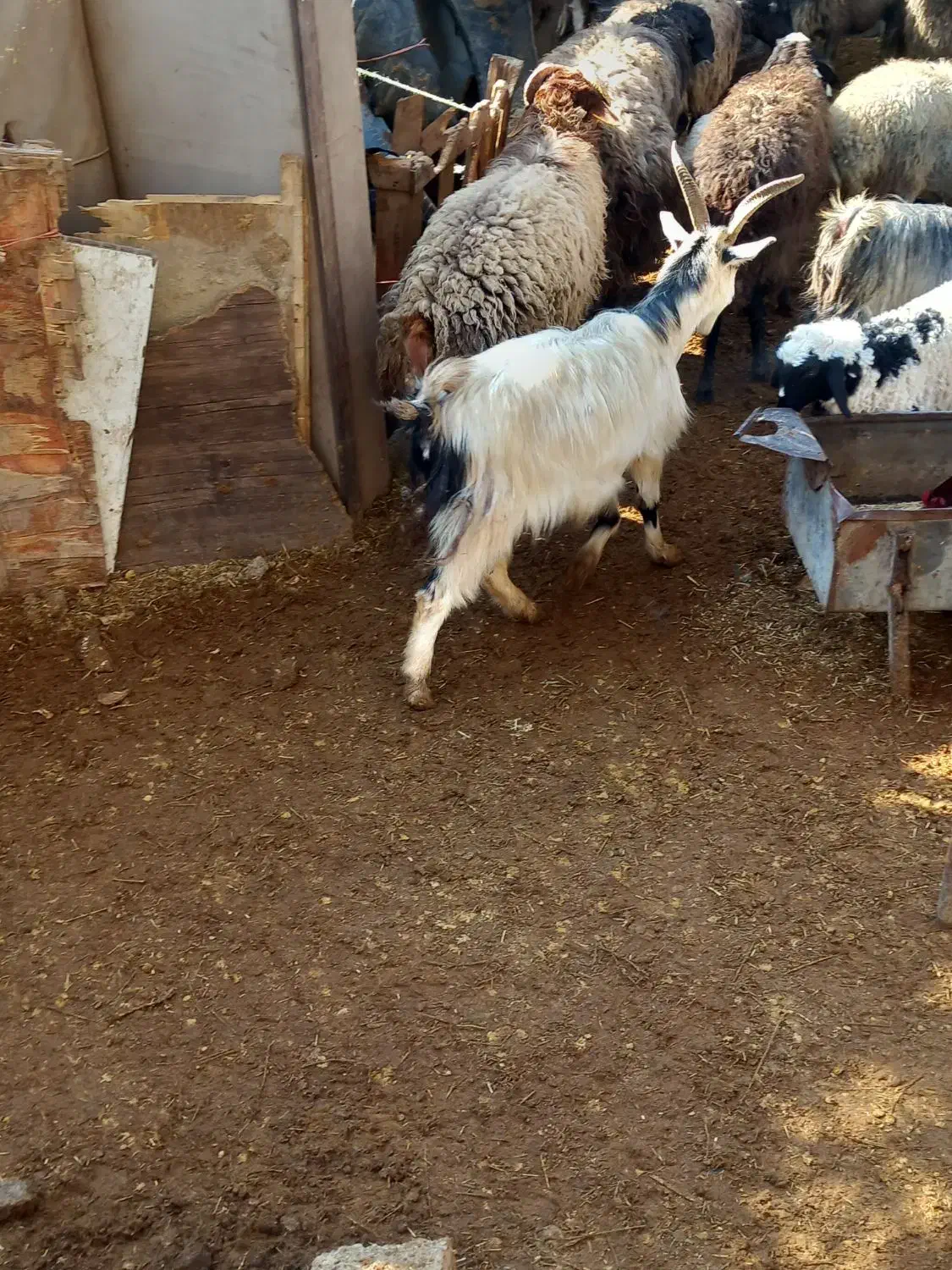 یک بز جوان|حیوانات مزرعه|ماهدشت, |دیوار