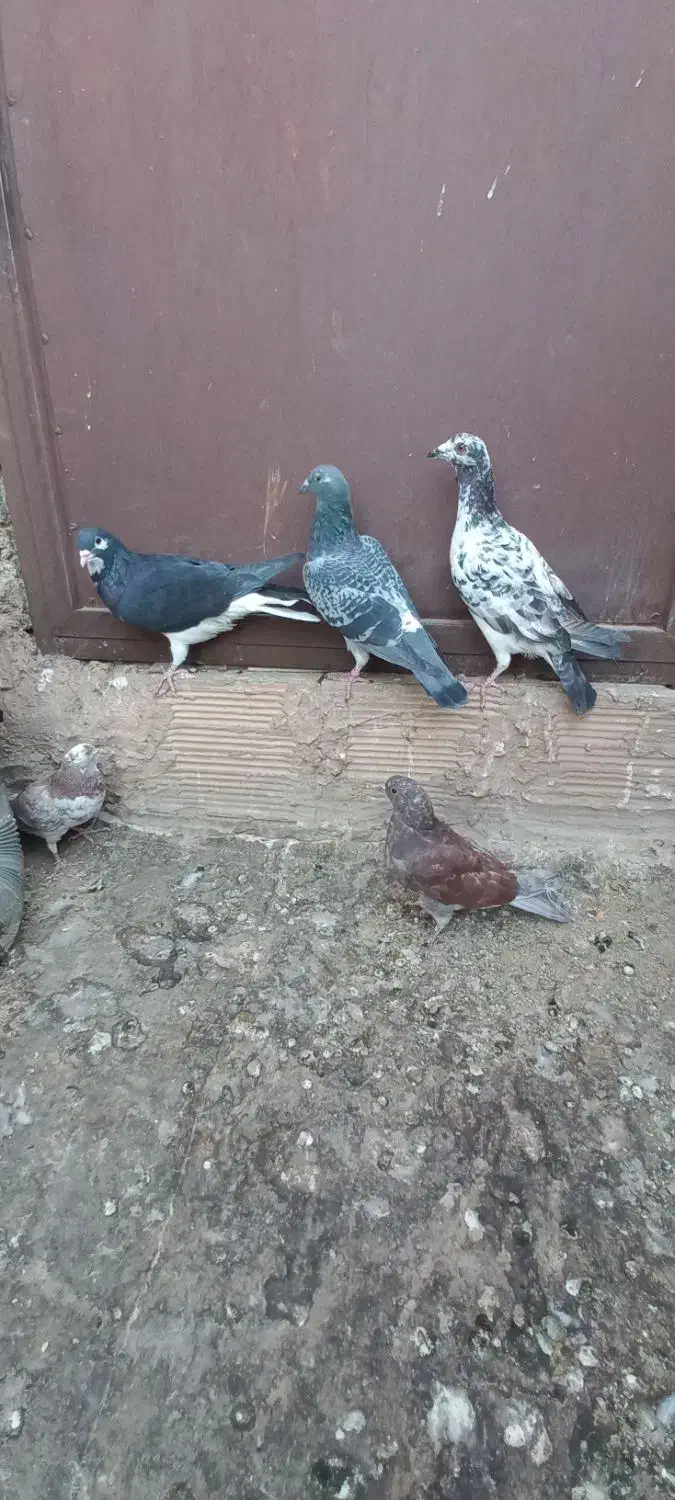 ۶کفترغریب گیری|پرنده|پاکدشت, پاکدشت (مامازند)|دیوار