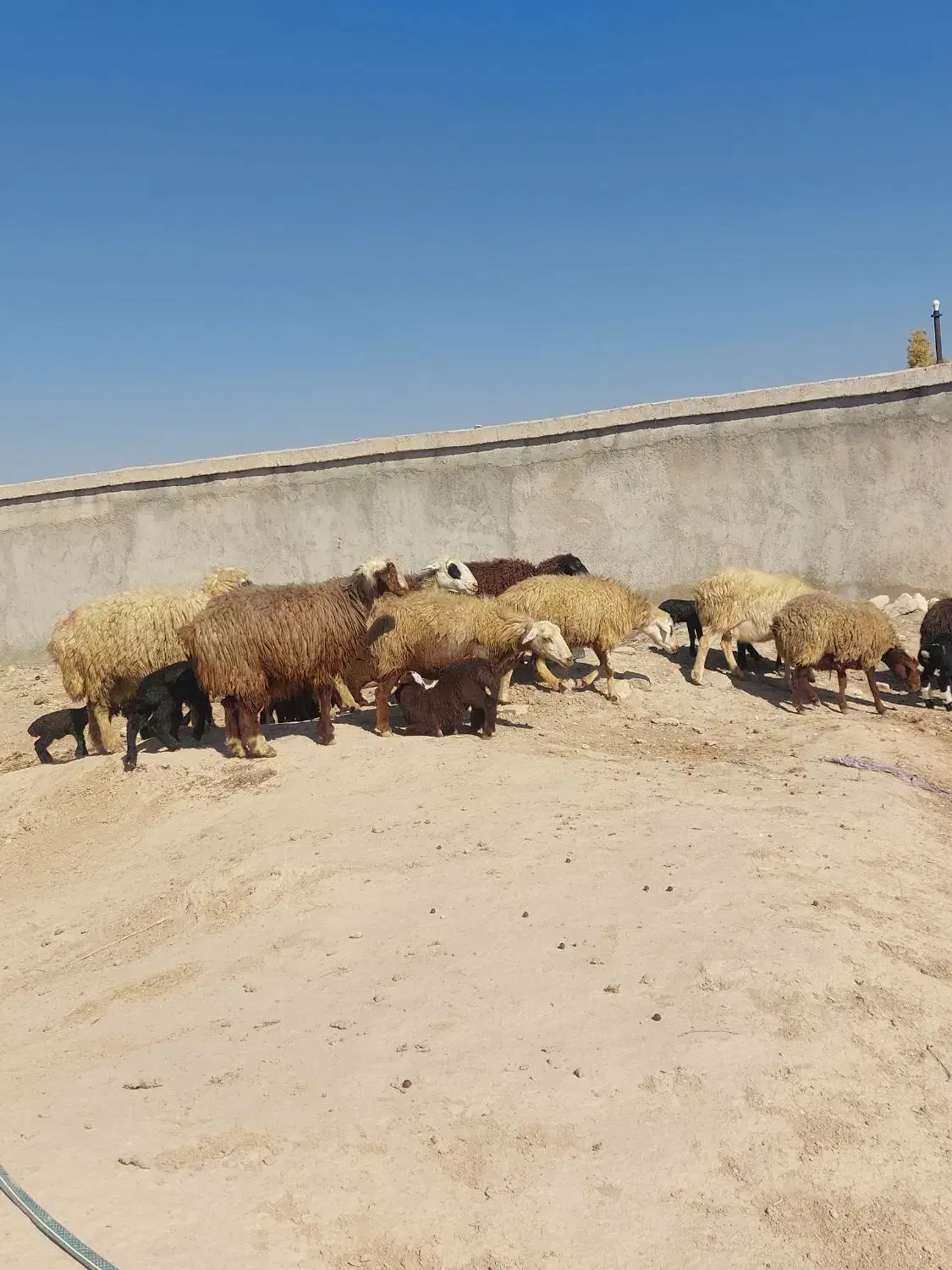 فروش ۱۳ راس میش داشتی بره دار در فیروزاباد|حیوانات مزرعه|فیروزآباد (فارس), |دیوار