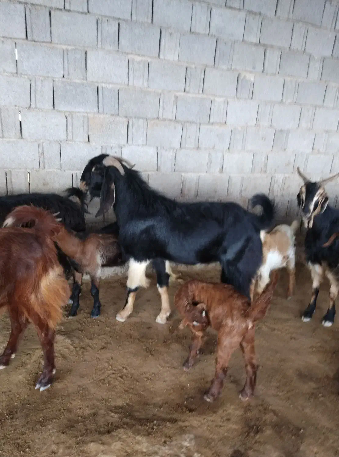 پازن|حیوانات مزرعه|وحدتیه, |دیوار