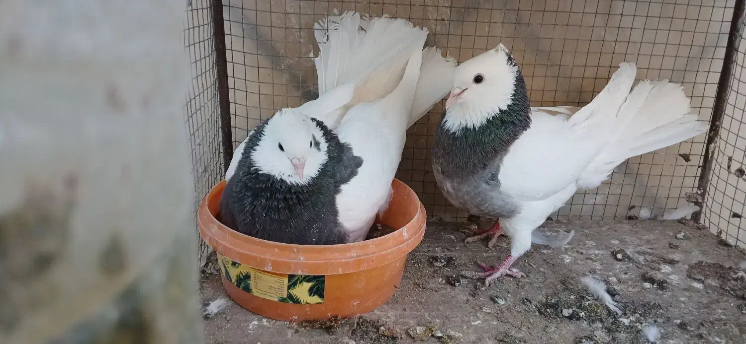 کفتر طوقی|پرنده|آران و بیدگل, |دیوار